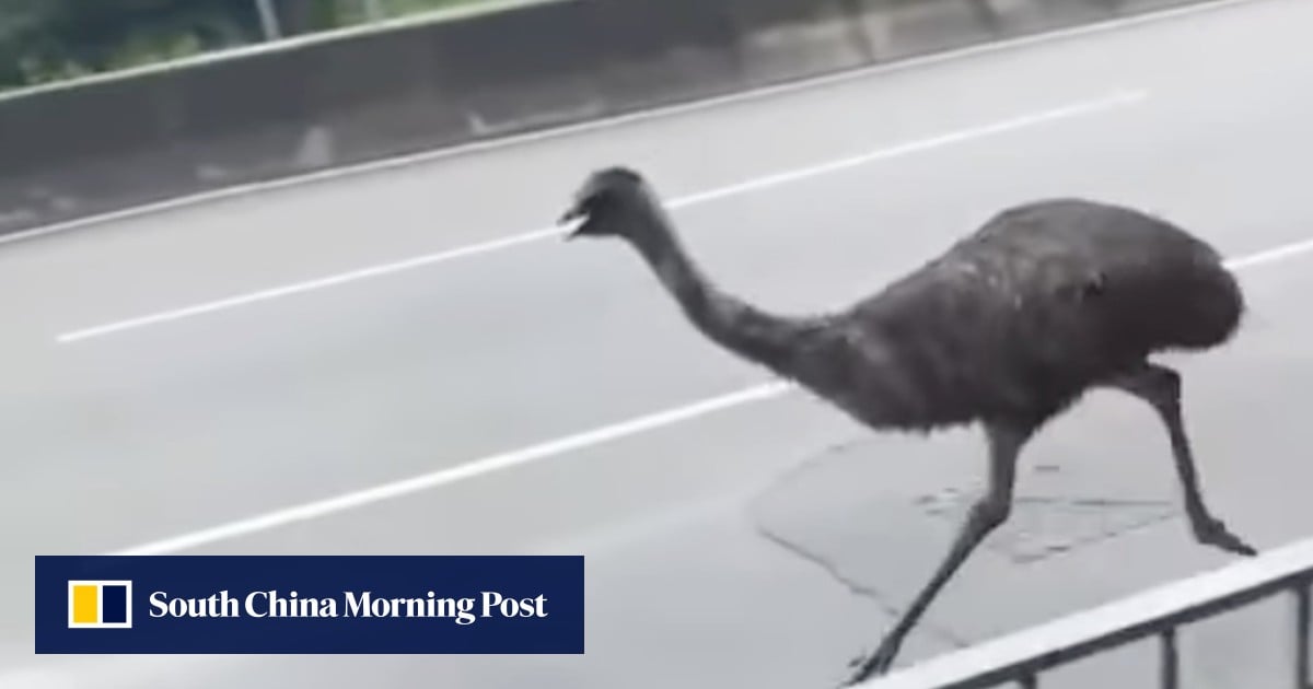 Emu yang melarikan diri akan ditemukan rumah baru di Hong Kong jika pemiliknya tidak teridentifikasi, kata pemerintah post thumbnail image