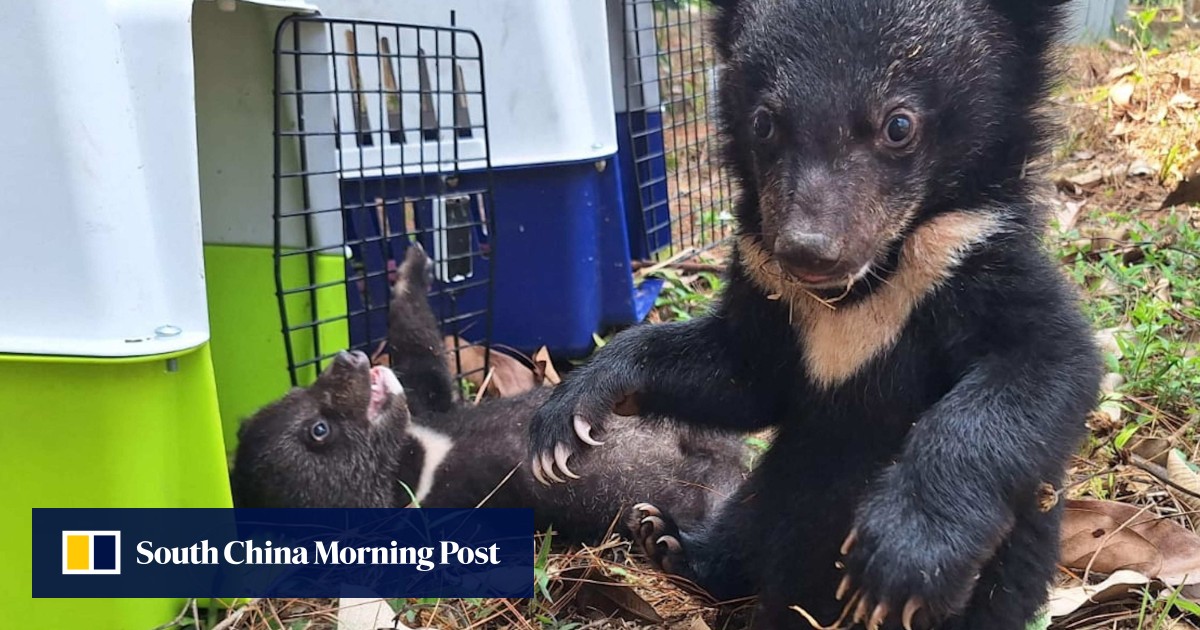 Aktivis menyelamatkan 16 anak beruang bulan dari rumah Laos: ‘mereka ada di mana-mana’ post thumbnail image